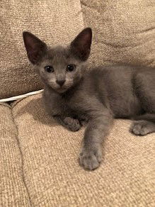 Banjo