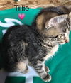 Tillie