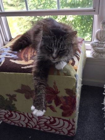 Paws