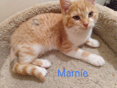 Marnie