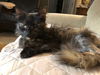 Jingle (FRONT PAW DECLAWED)