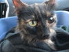 Jingle (FRONT PAW DECLAWED)