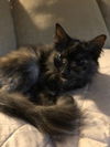 Jingle (FRONT PAW DECLAWED)