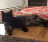 Jingle (FRONT PAW DECLAWED)