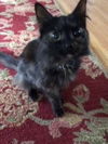 Jingle (FRONT PAW DECLAWED)