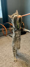 Ashley (MUST BE ADOPTED WITH SHADOW)