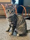 Ashley (MUST BE ADOPTED WITH SHADOW)