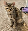 Ashley (MUST BE ADOPTED WITH SHADOW)
