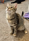 Ashley (MUST BE ADOPTED WITH SHADOW)