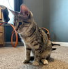 Ashley (MUST BE ADOPTED WITH SHADOW)