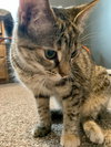 Ashley (MUST BE ADOPTED WITH SHADOW)