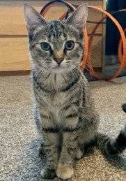 Ashley (MUST BE ADOPTED WITH SHADOW)