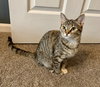 Ashley (MUST BE ADOPTED WITH SHADOW)