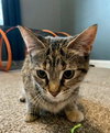 Ashley (MUST BE ADOPTED WITH SHADOW)