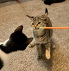 Ashley (MUST BE ADOPTED WITH SHADOW)