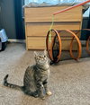 Ashley (MUST BE ADOPTED WITH SHADOW)