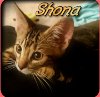 Shona (MUST BE ADOPTED WITH MILAKA)
