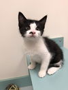 Ringo