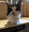 Ringo
