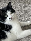 Ringo