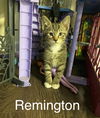 Remington