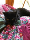 Loona