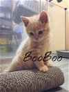 Booboo/Sunny - (Must be adopted w/“Kind/Jasmine)