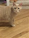 adoptable Cat in novi, MI named Boo Boo- (Must be adopted w/Kind)
