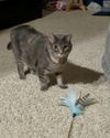 adoptable Cat in Novi, MI named Kind -(must be adopted w/ Boo Boo)