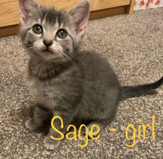Sage