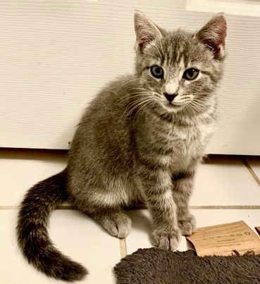 Basil