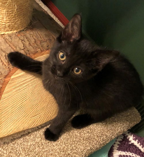 Zena