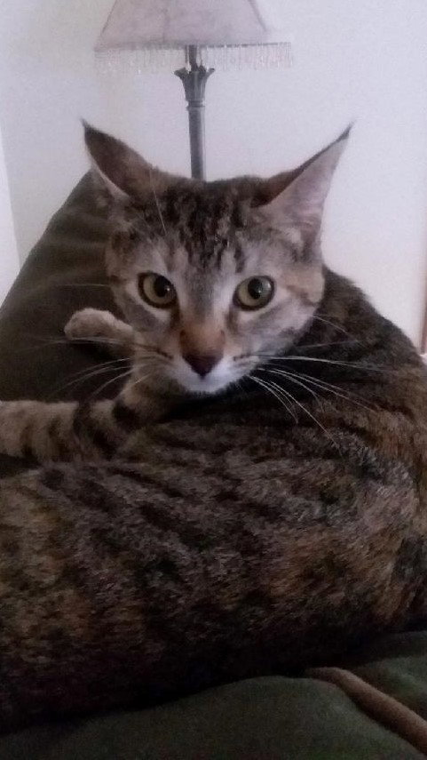 Corky