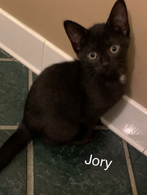 Jori