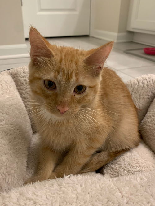 Juno