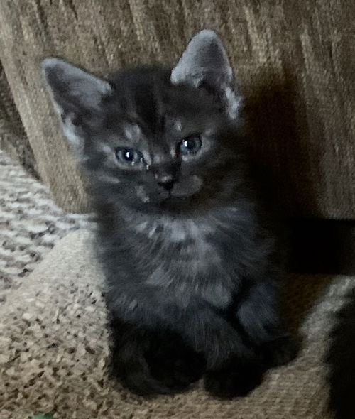 Zelda