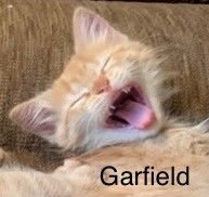 Garfield