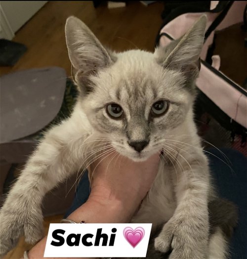 Sachi  (POLYDACTYL)