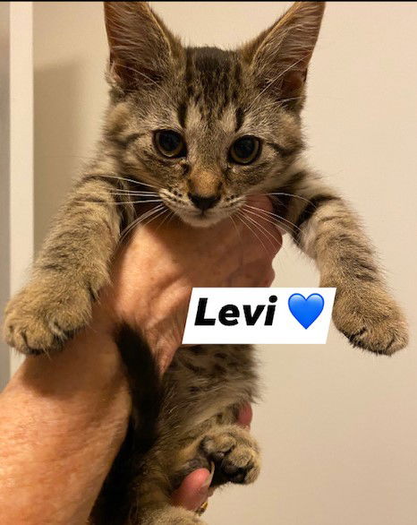 Levi