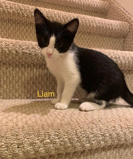 Liam