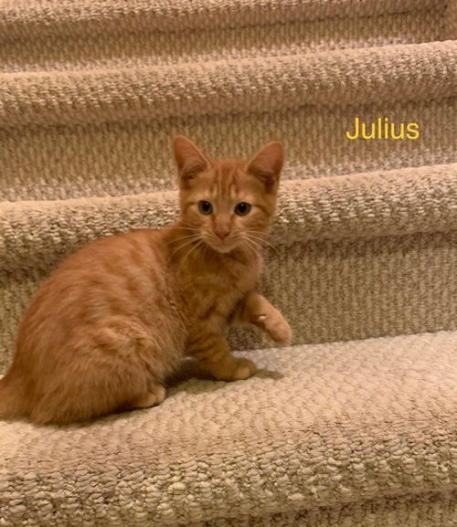 Julius