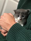 Beemo - (Must be adopted w/Ginko)
