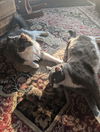 Gingko - (Must be adopted w/Beemo)