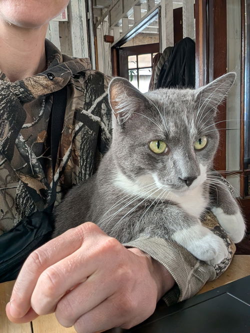 Gingko - (Must be adopted w/Beemo)