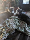 Gingko - (Must be adopted w/Beemo)