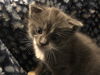 Gingko - (Must be adopted w/Beemo)