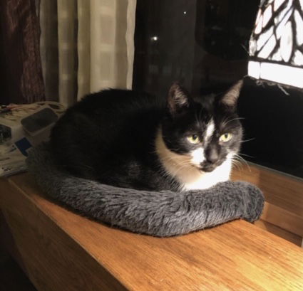 Nikko (FRONT PAW DECLAWED)
