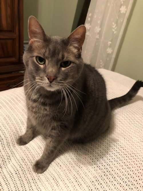 Murphy (FRONT PAW DECLAWED)