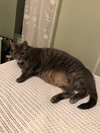Murphy (FRONT PAW DECLAWED)