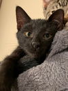 Atticus